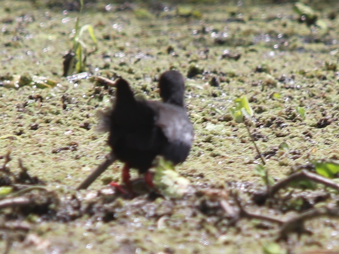 Black Crake - ML144426881