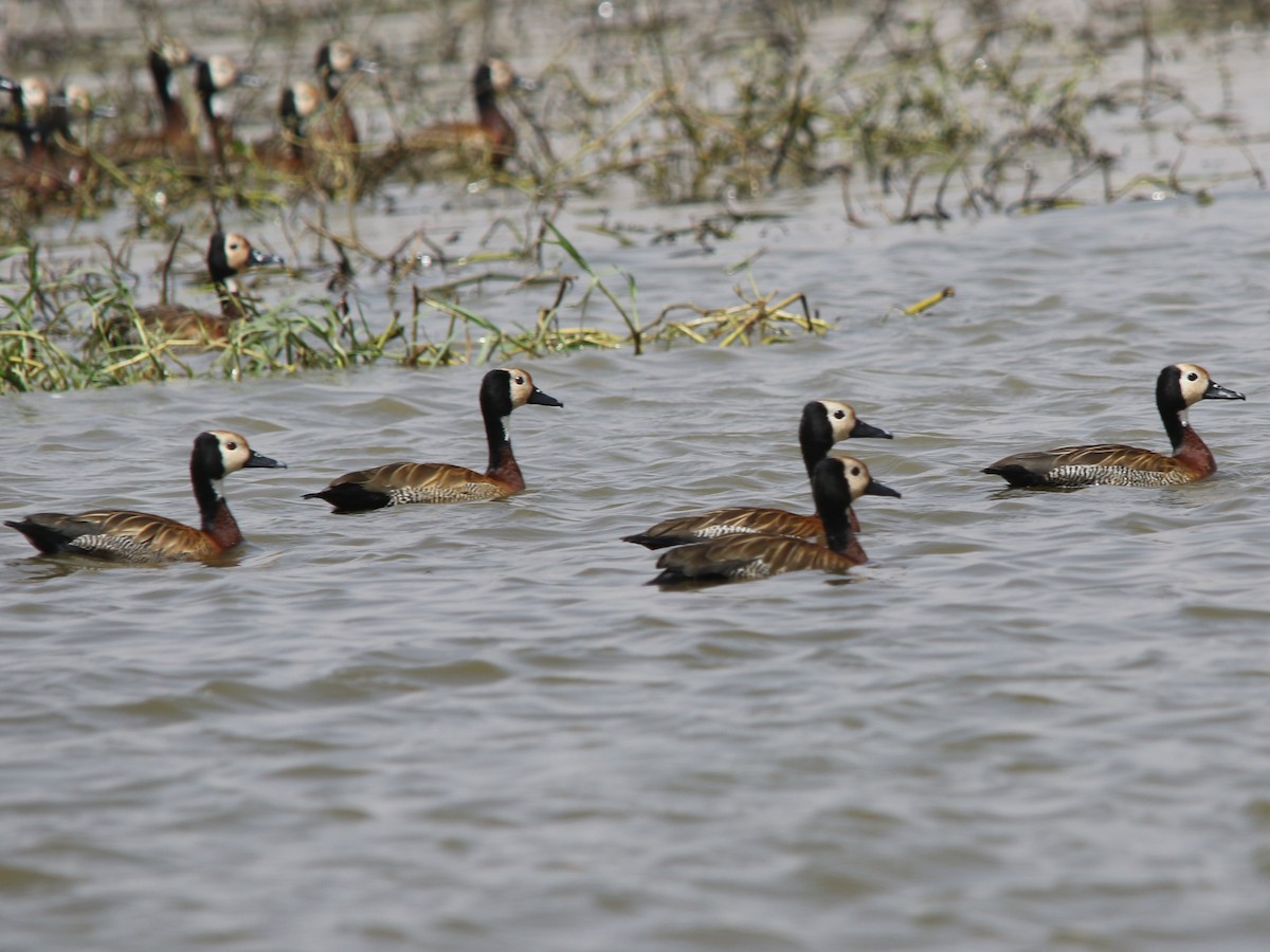 White-faced Whistling-Duck - ML144426941