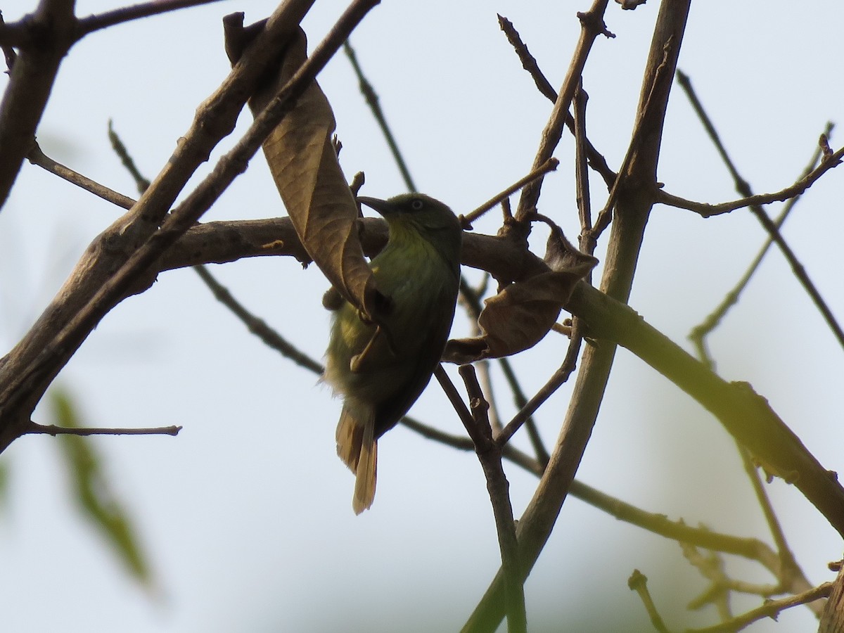 Timalí Goliestriado - ML144427111