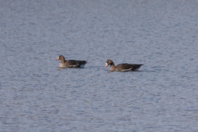 Greater White-fronted Goose - Kyle Brock