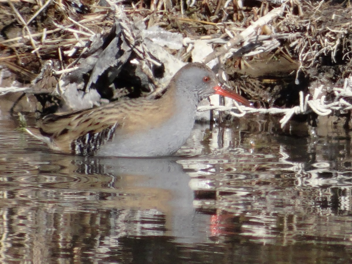 Water Rail - Lobzang Visuddha