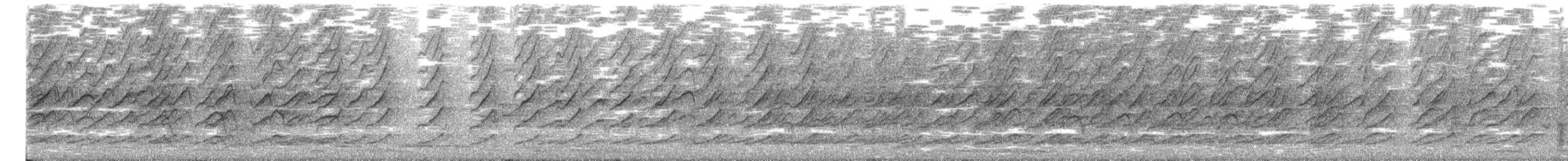 Méliphage bruyant - ML144429151