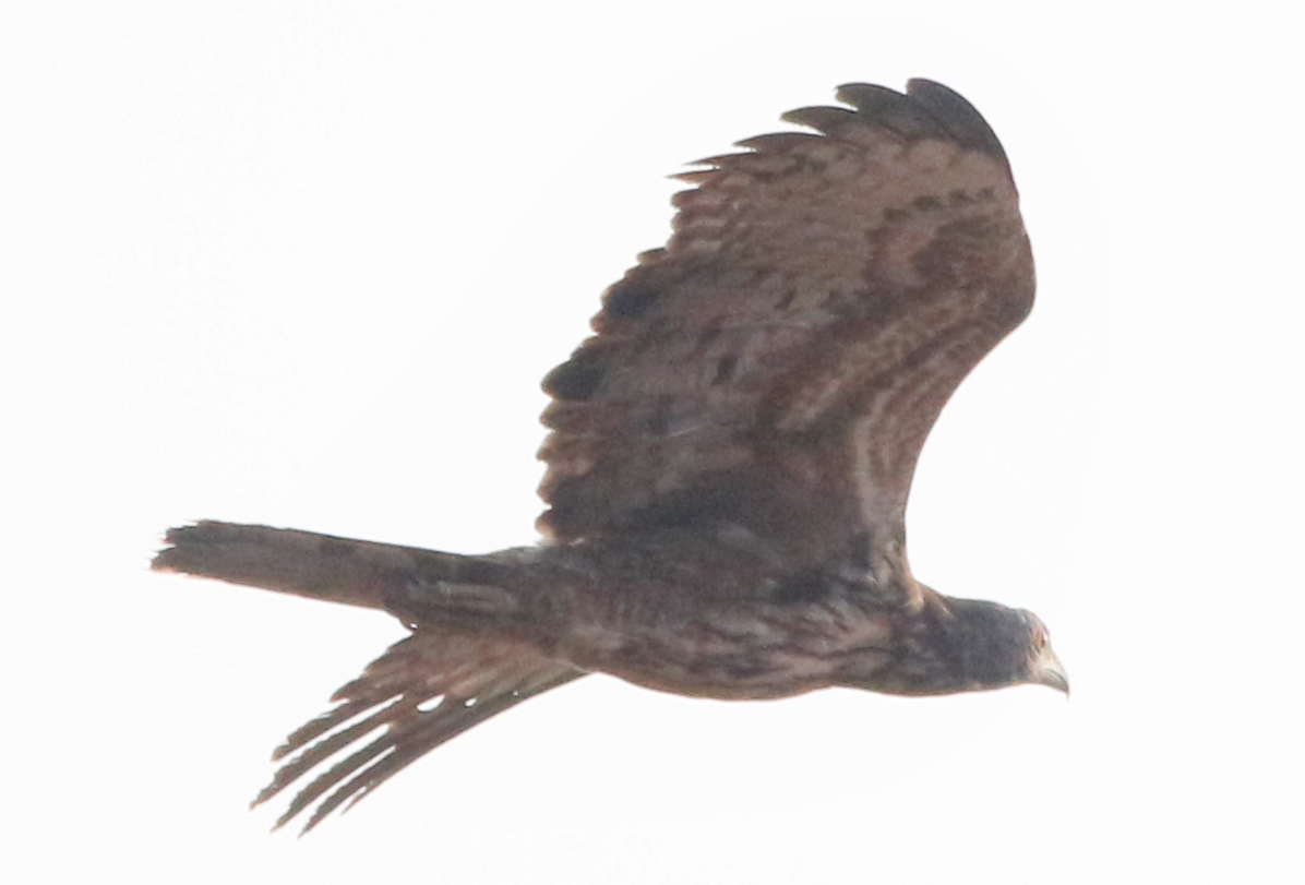 Oriental Honey-buzzard - Novelkumar M S