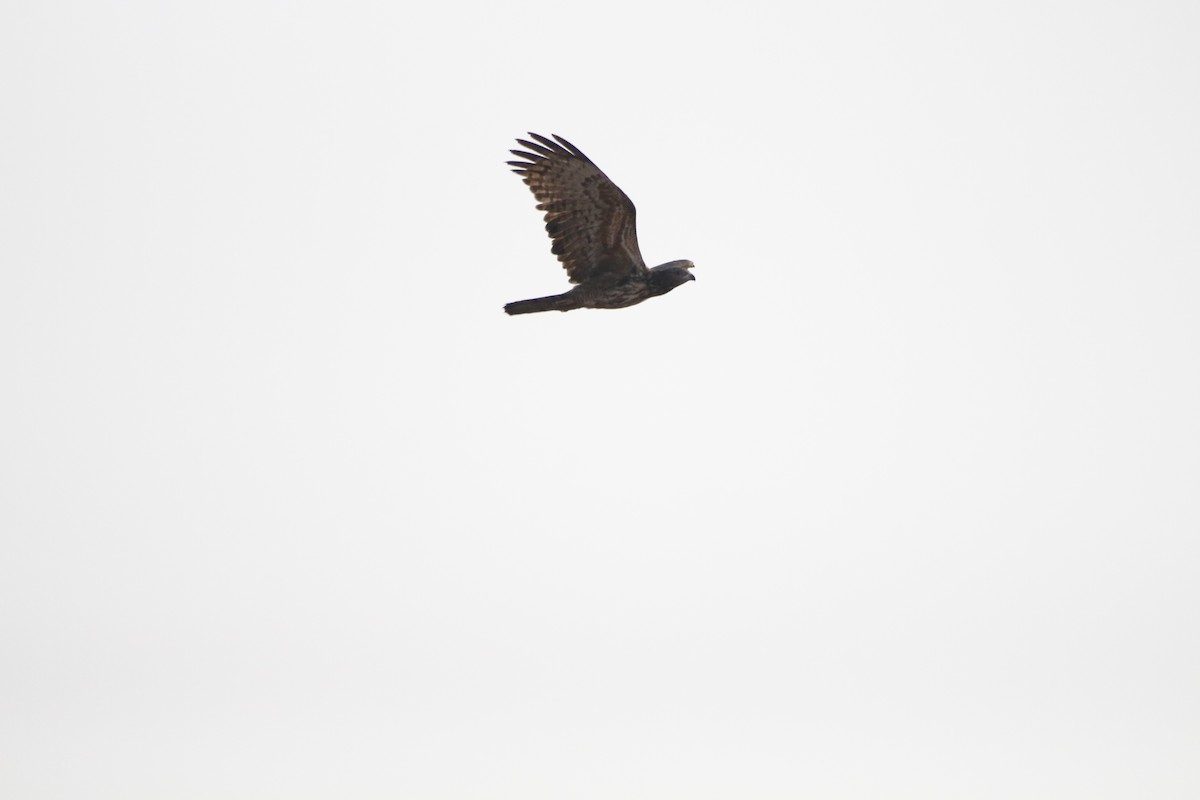 Oriental Honey-buzzard - ML144429291