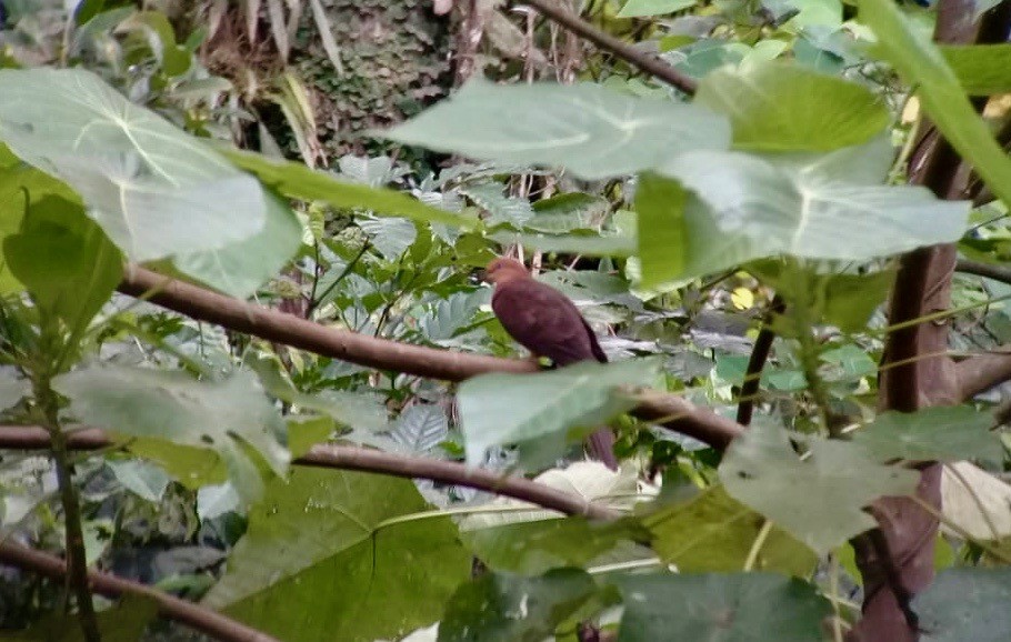 Phasianelle à tête rousse - ML144429511