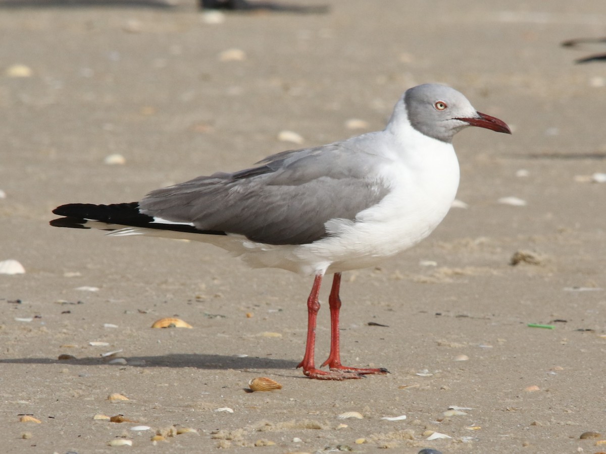 Gray-hooded Gull - ML144430561