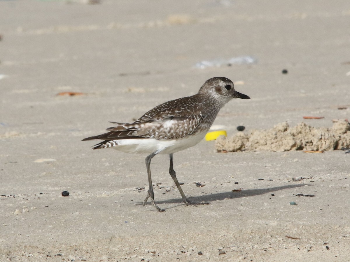 Black-bellied Plover - ML144430731