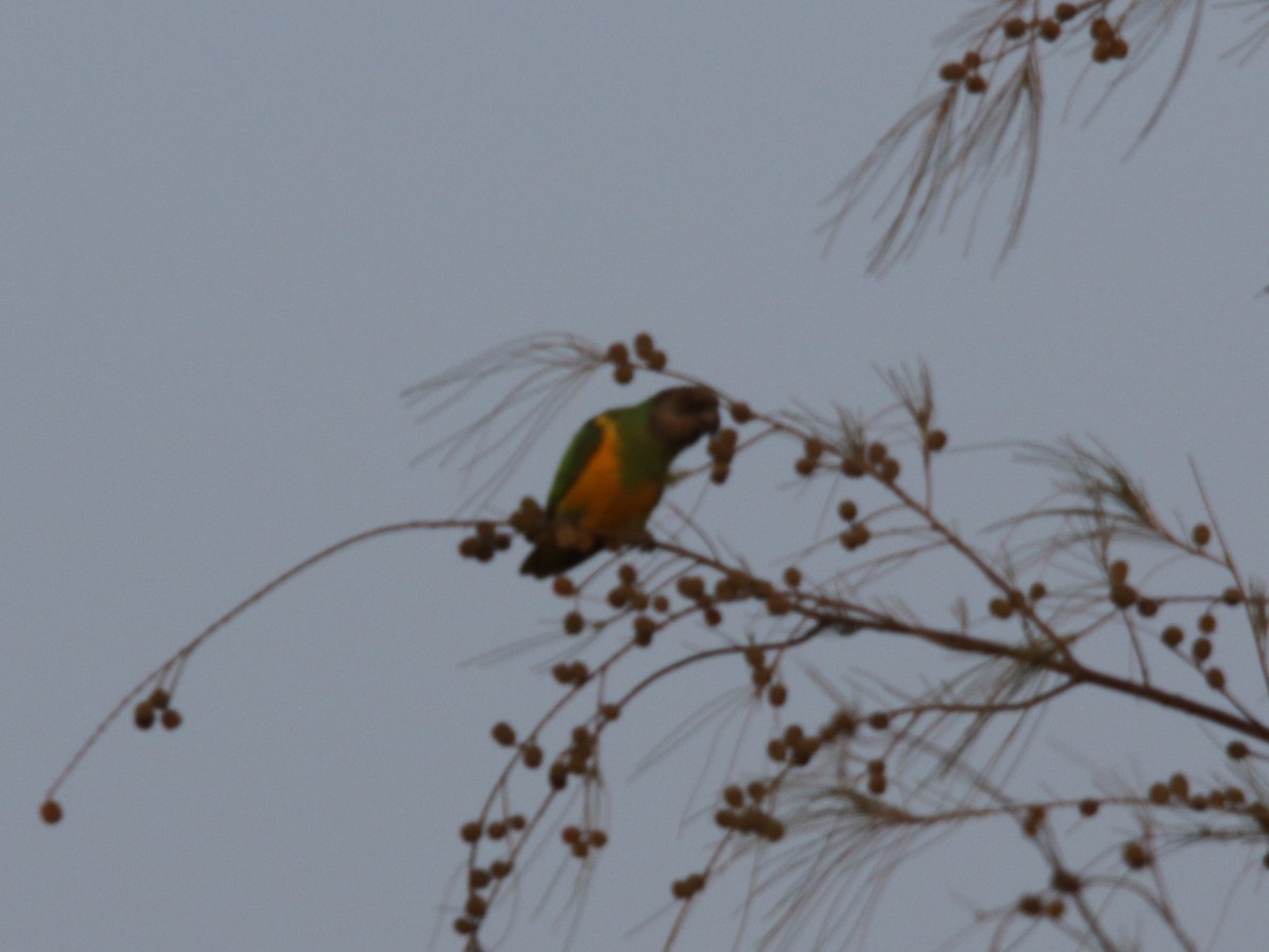 Senegal Papağanı - ML144430861