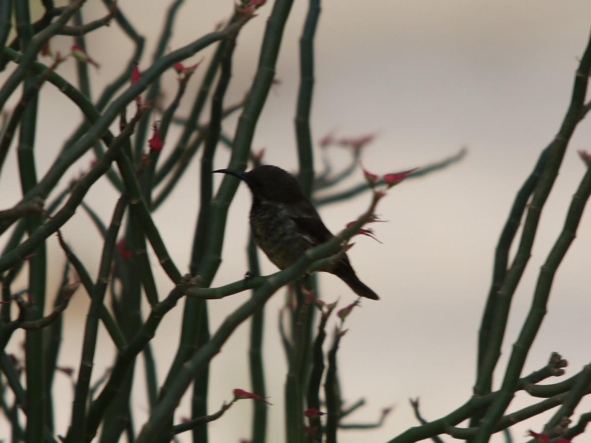 Scarlet-chested Sunbird - José Luis Sobrino González