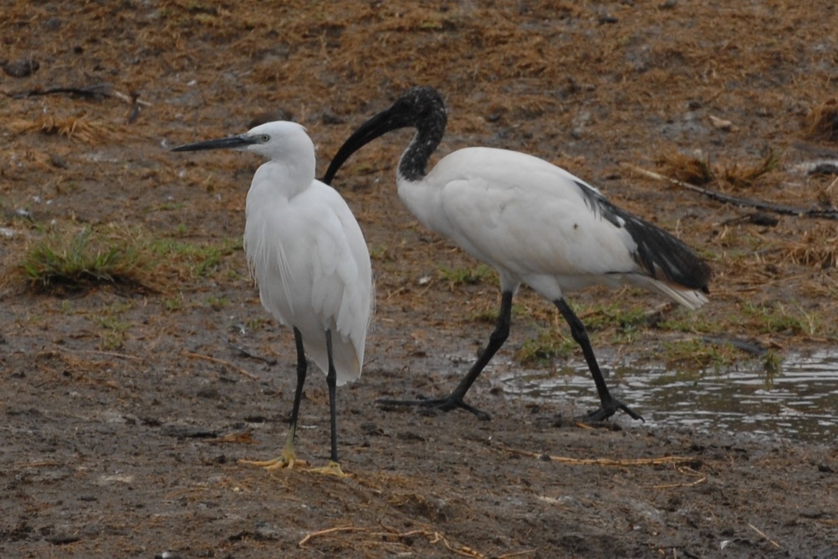 Ibis sacré - ML144431081