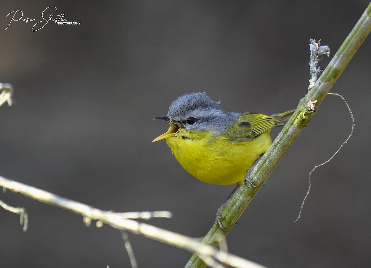 Gray-hooded Warbler - ML144431701