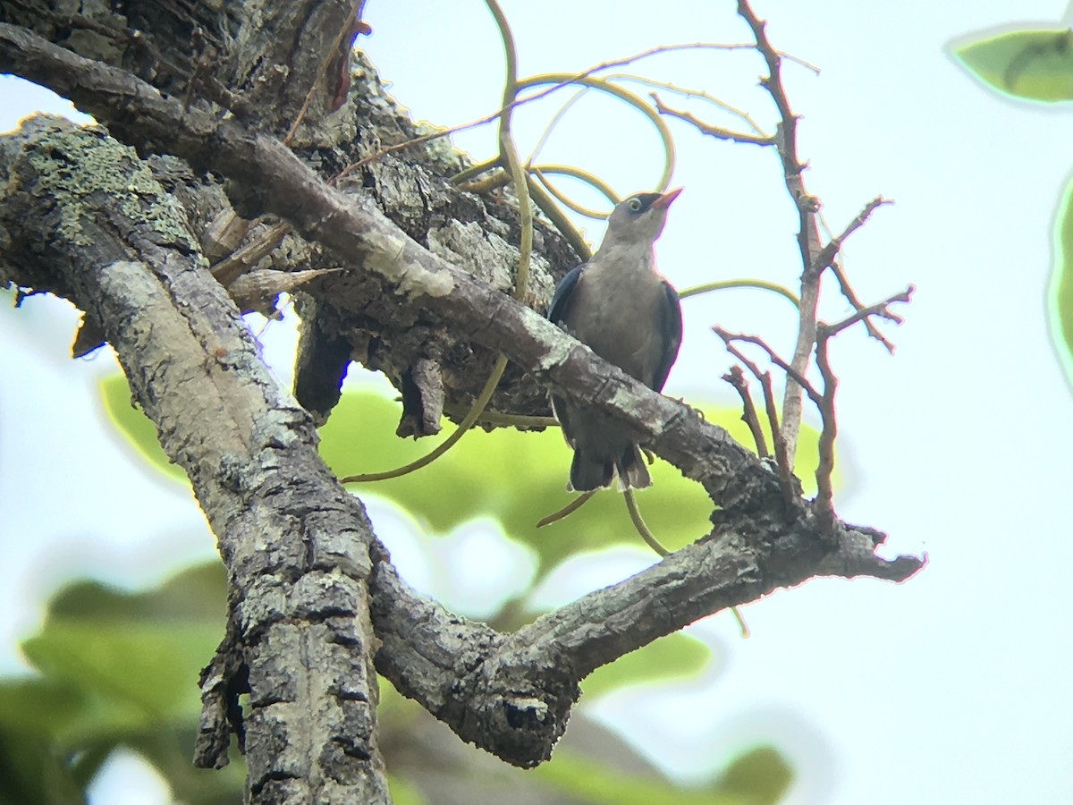 Velvet-fronted Nuthatch - ML144433361