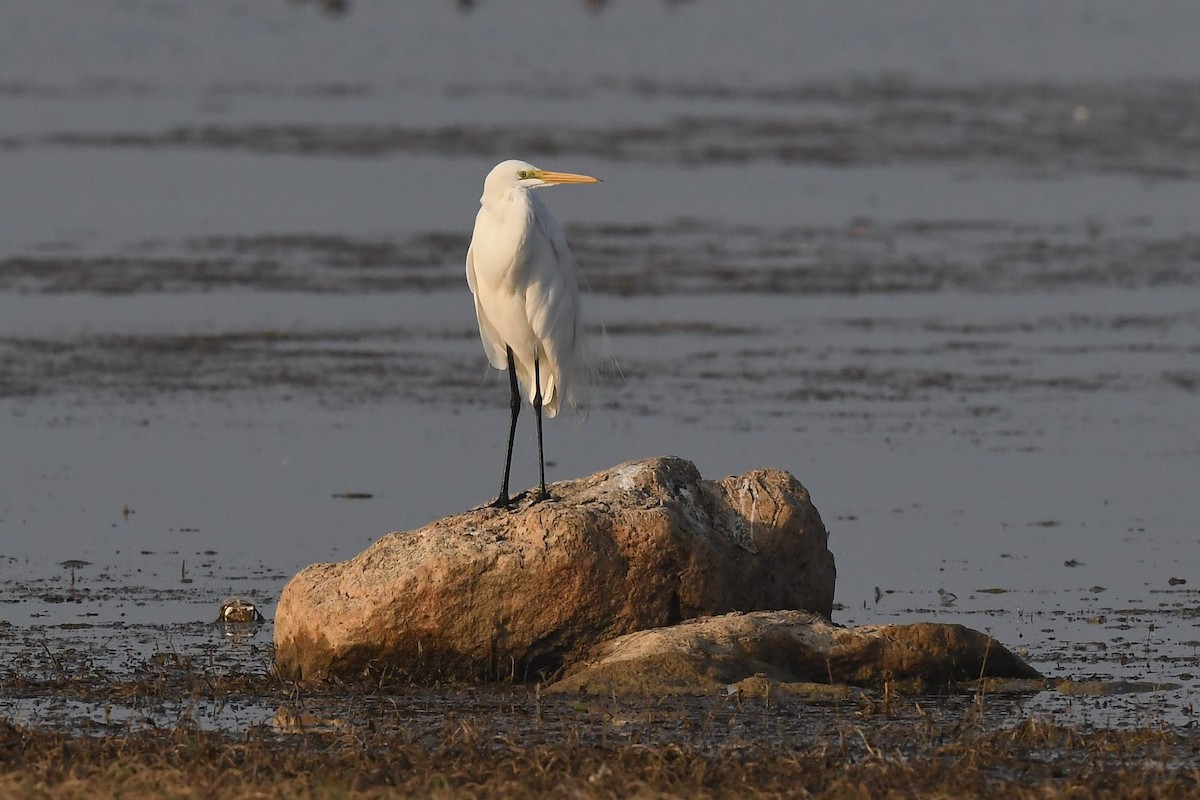 Great Egret - Sriram Reddy