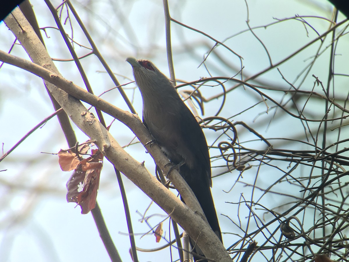 Green-billed Malkoha - ML144433431