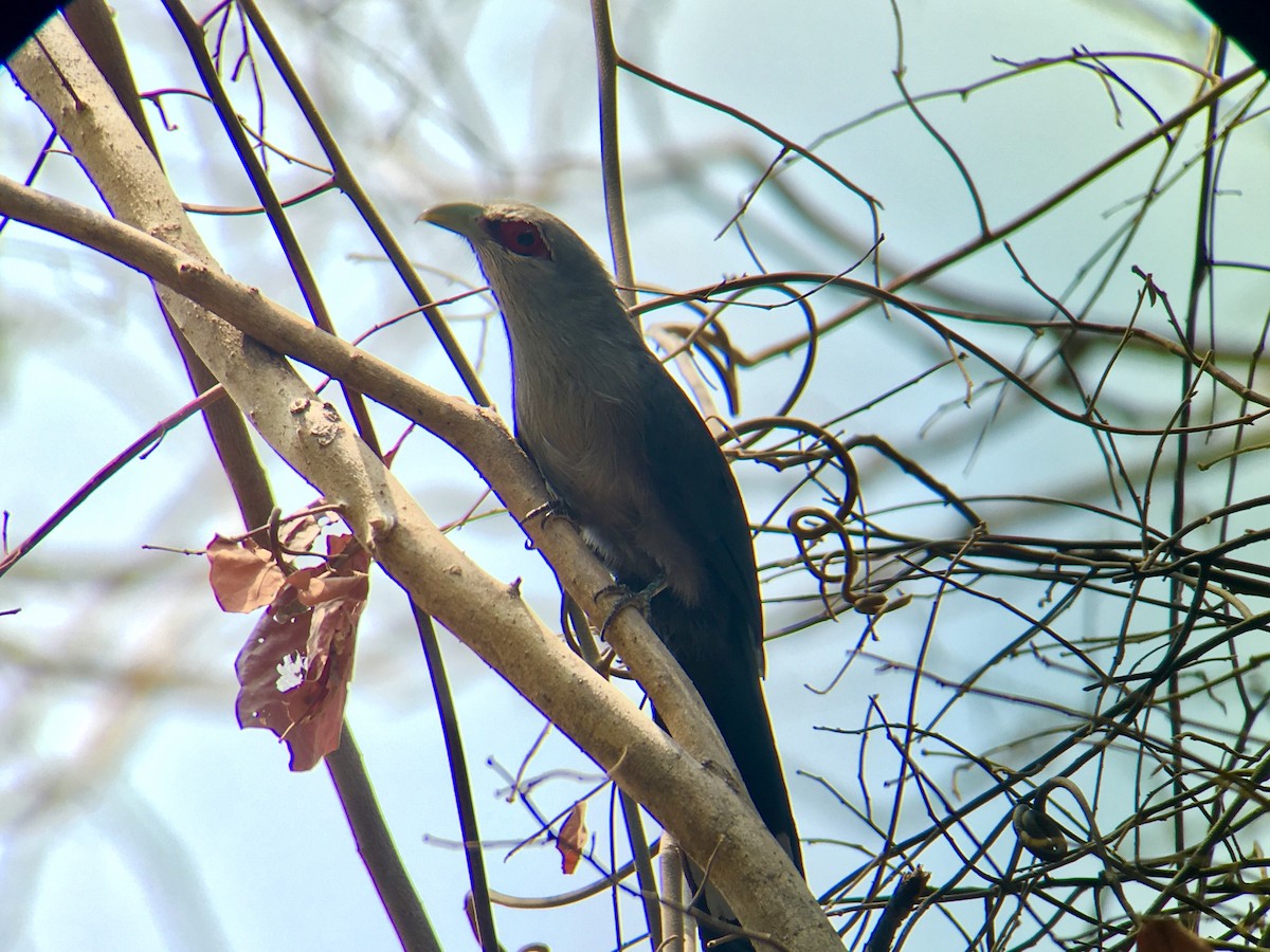 Green-billed Malkoha - ML144433461