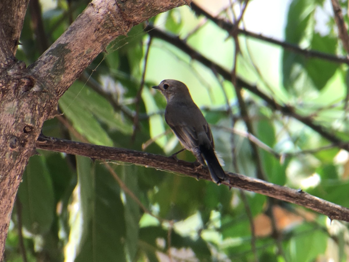 Taiga Flycatcher - ML144433511