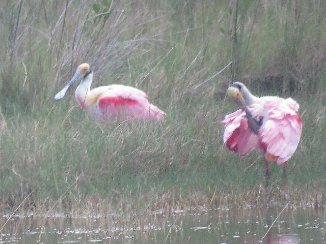 Roseate Spoonbill - ML144434121