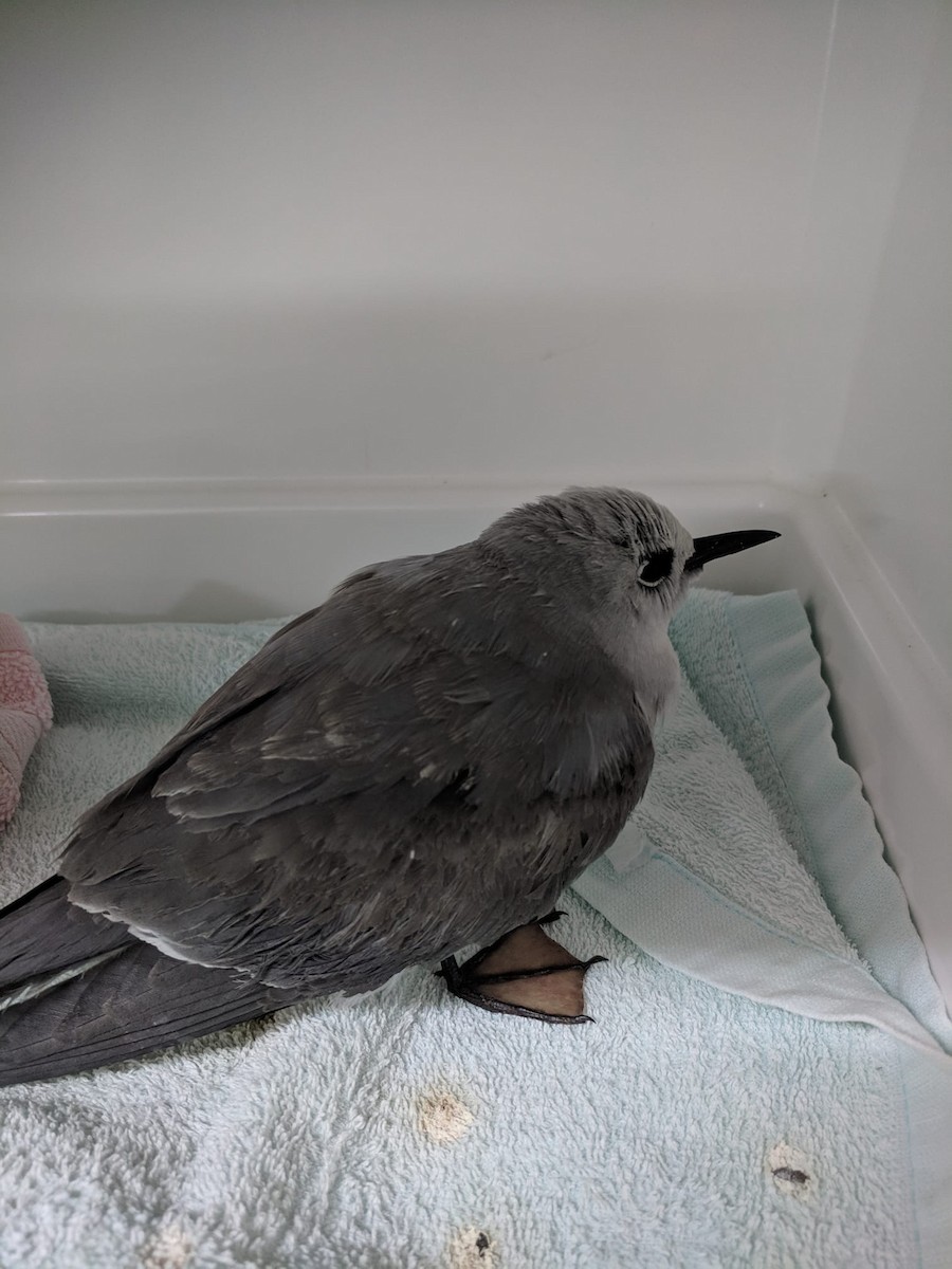 Gray Noddy - ML144434481