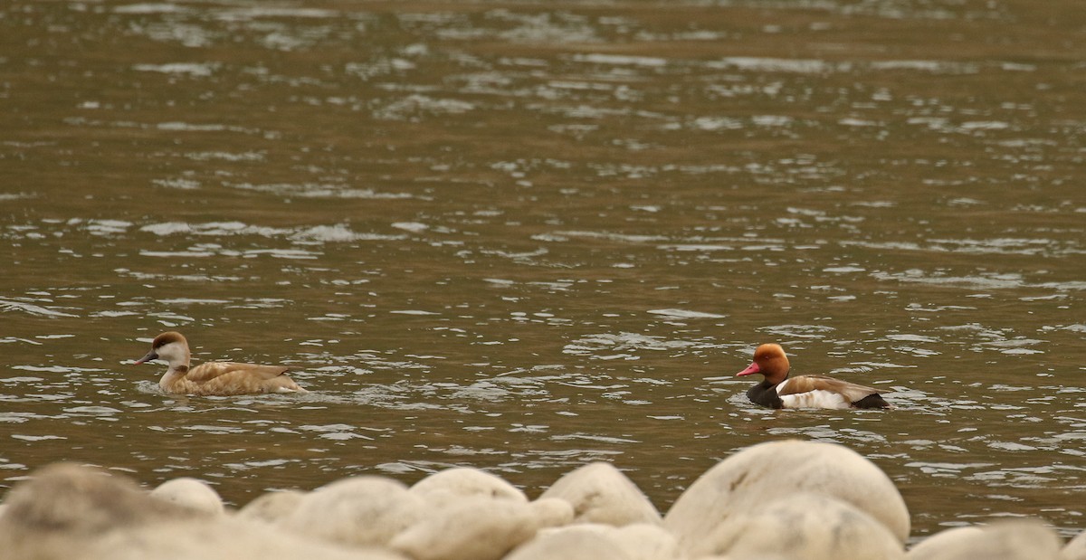 Red-crested Pochard - Frank Thierfelder