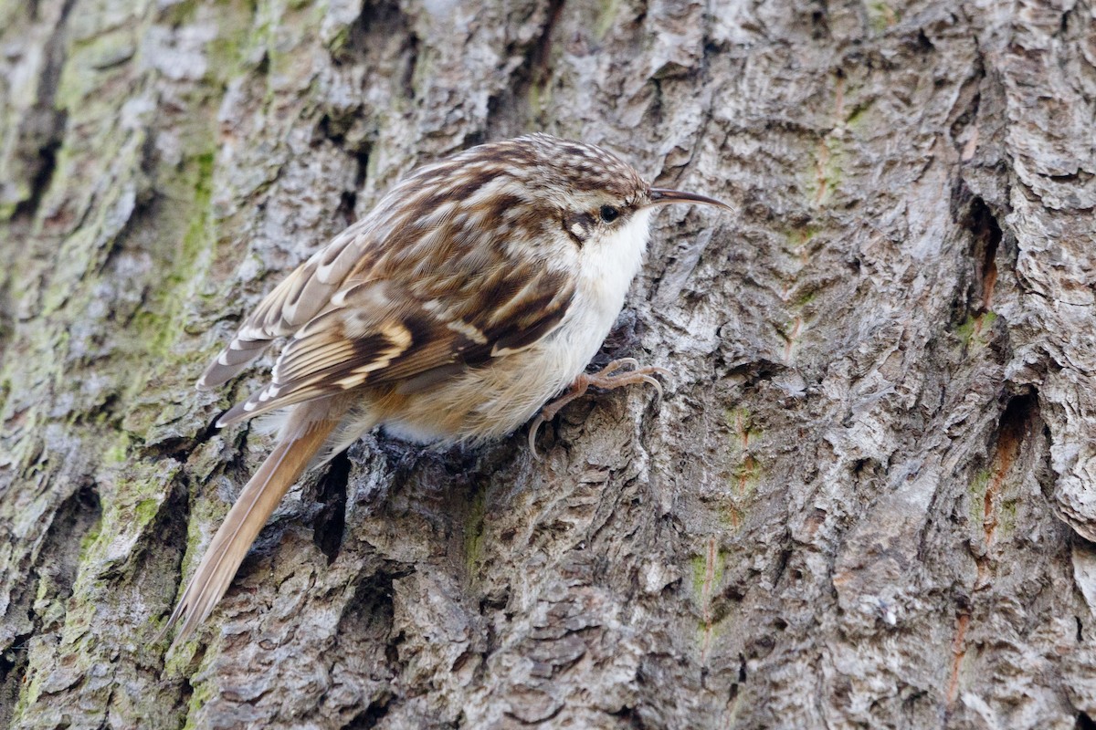 Short-toed Treecreeper - Alistair Walsh