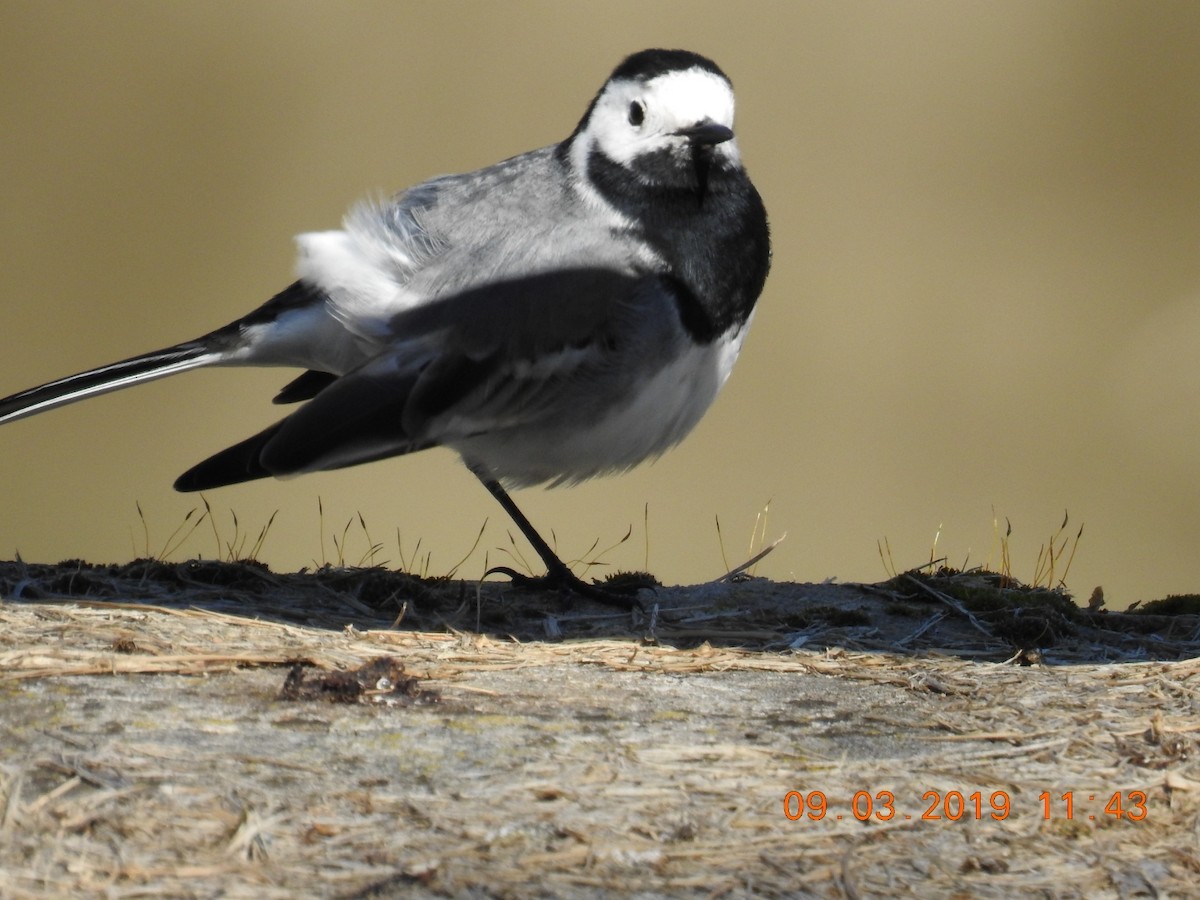 White Wagtail - ML144436941