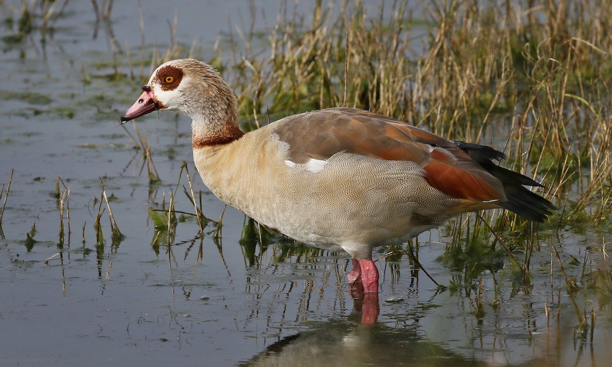 Egyptian Goose - Paul Randall