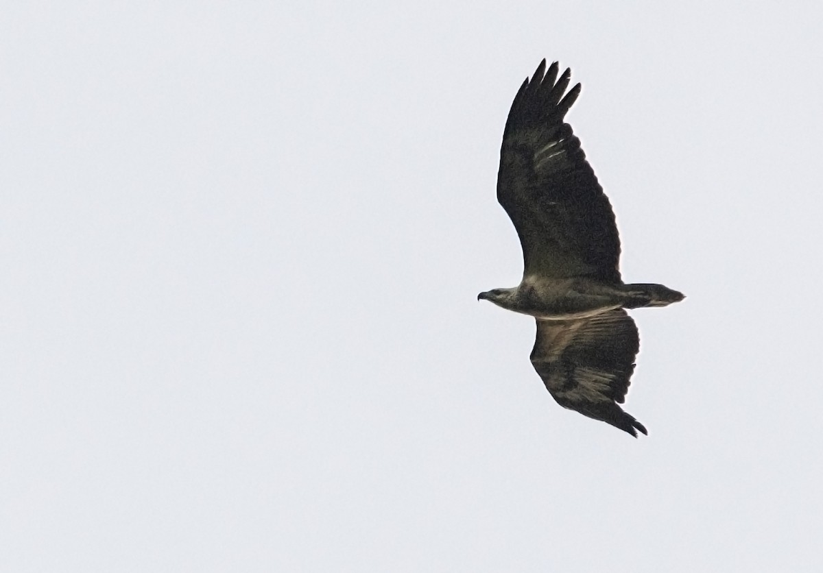 White-bellied Sea-Eagle - ML144441461