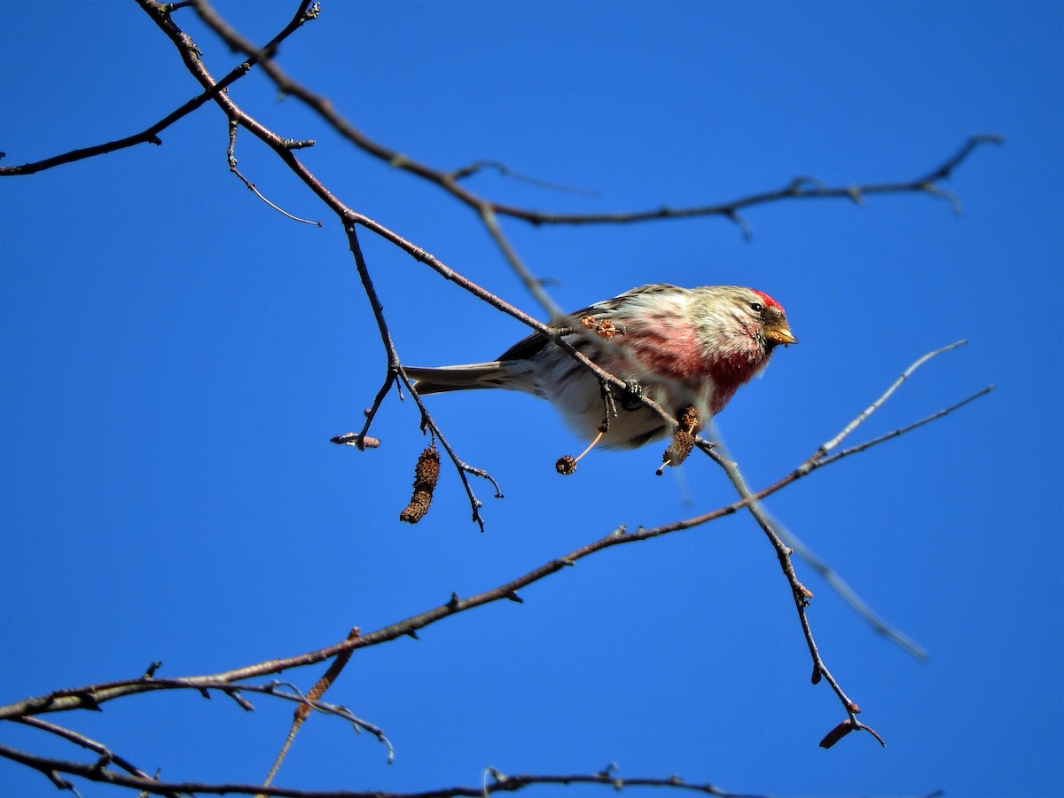 Redpoll (Common) - ML144441641