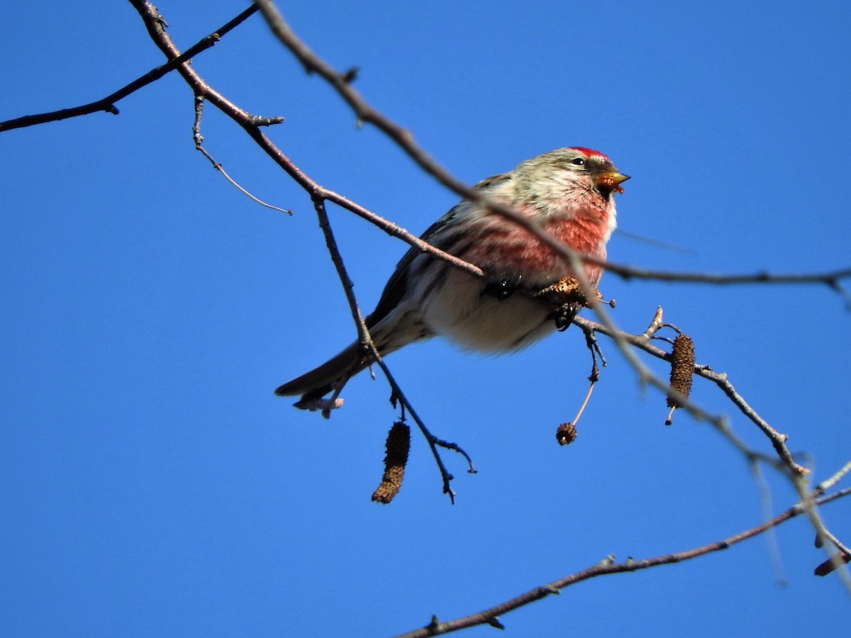 Redpoll (Common) - ML144441651