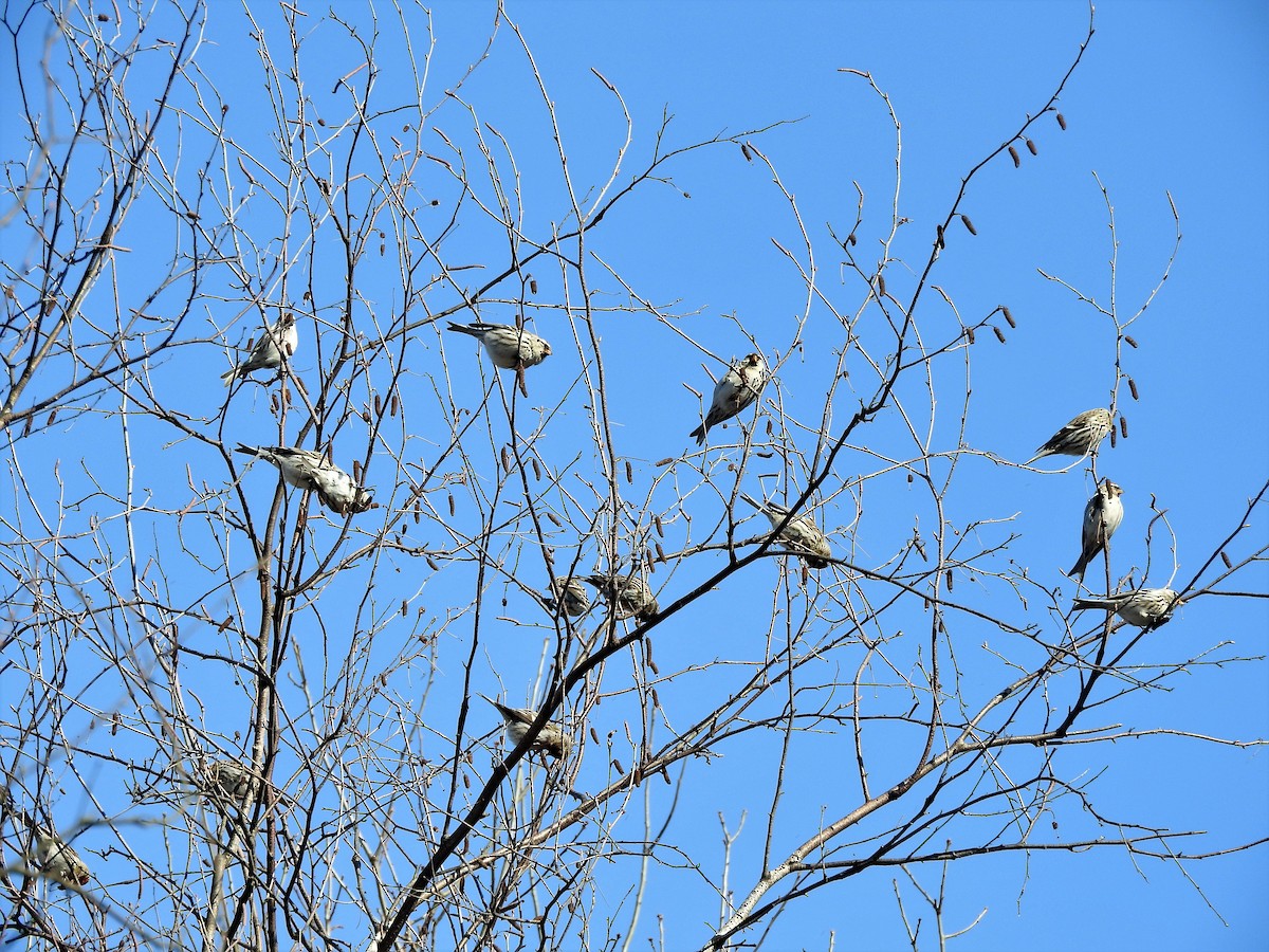 Redpoll (Common) - ML144441661