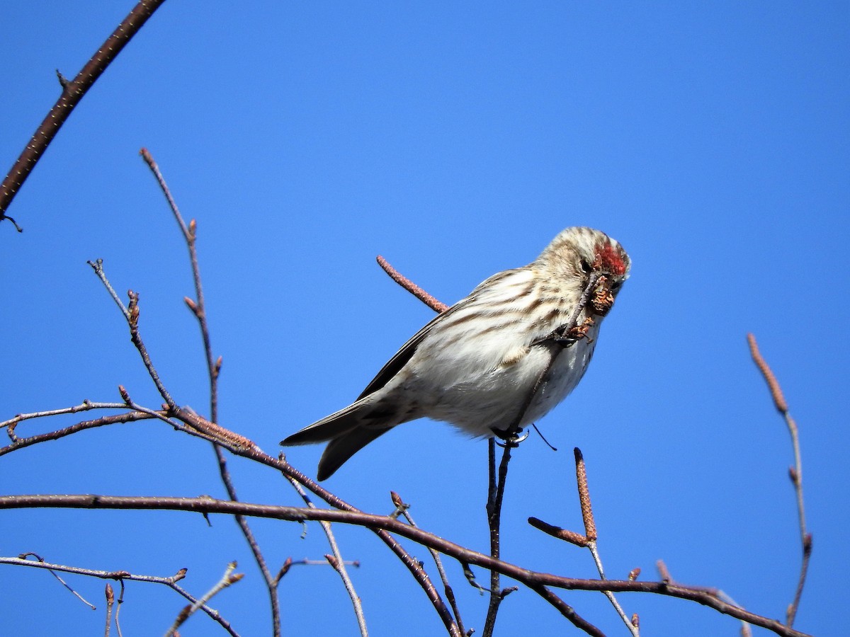 Redpoll - ML144441741