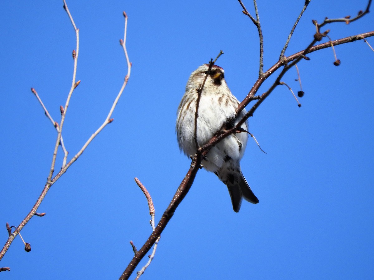 Redpoll - ML144441751