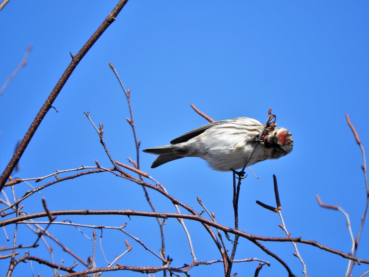 Redpoll - ML144441761