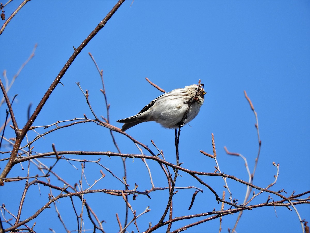 Redpoll - ML144441771