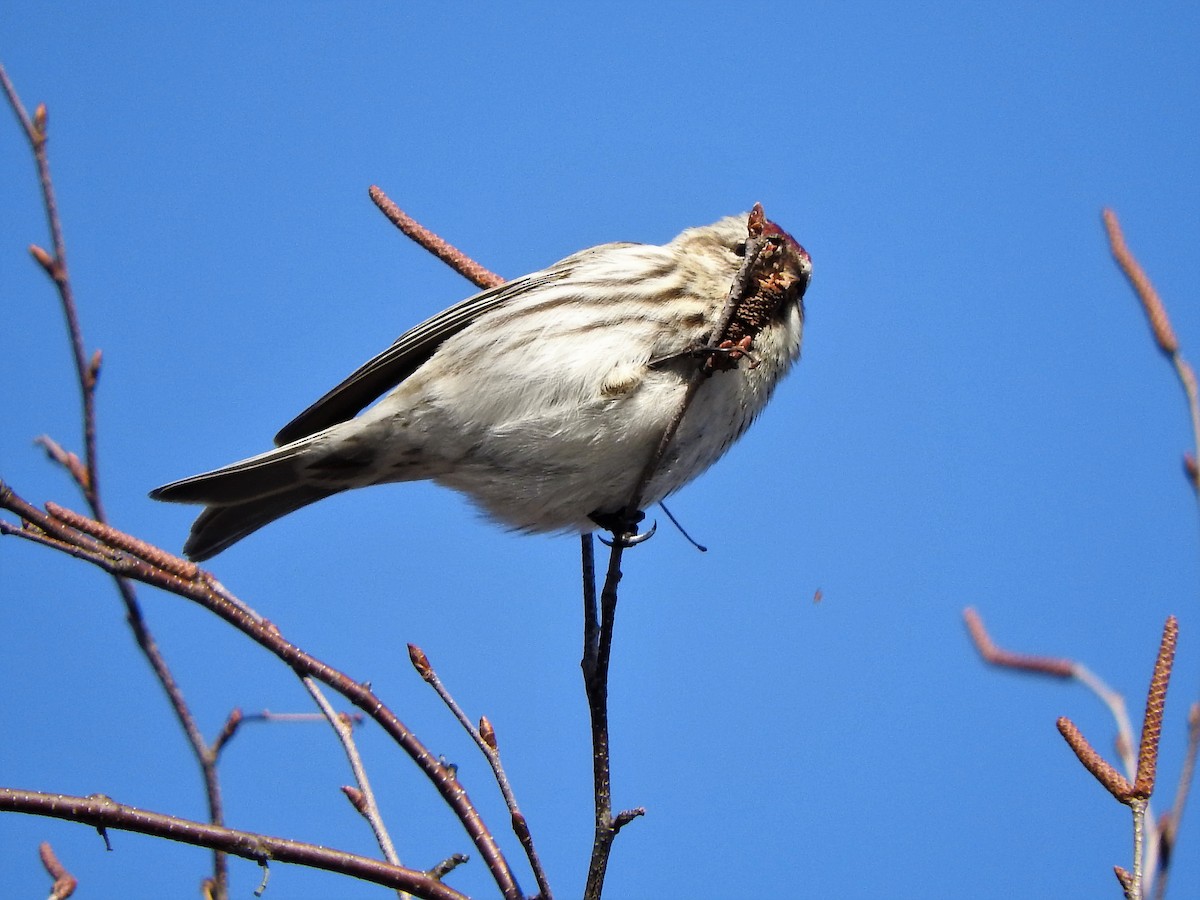 Redpoll - ML144441831