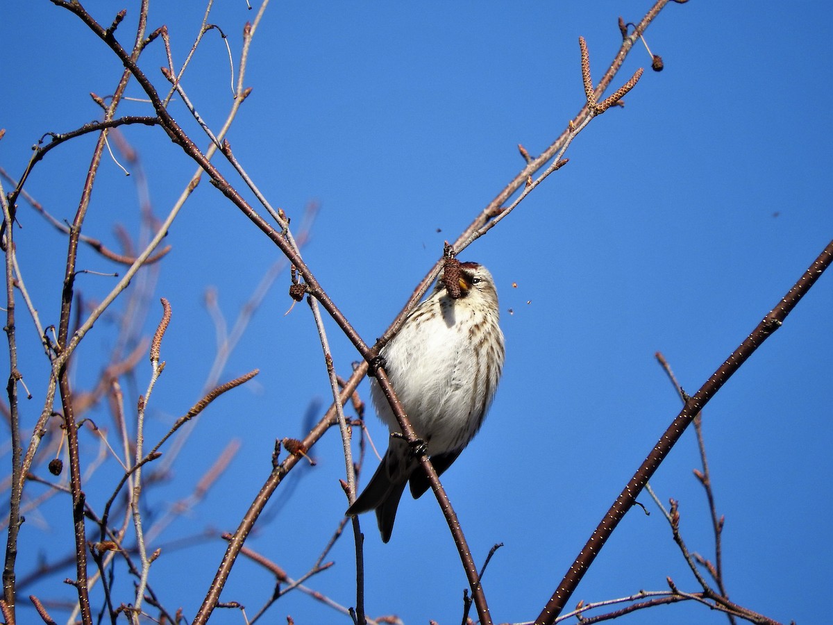 Redpoll - ML144441861