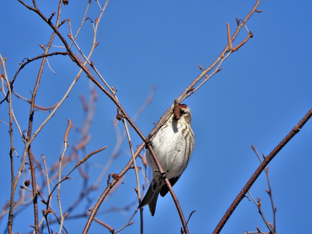 Redpoll - ML144441871