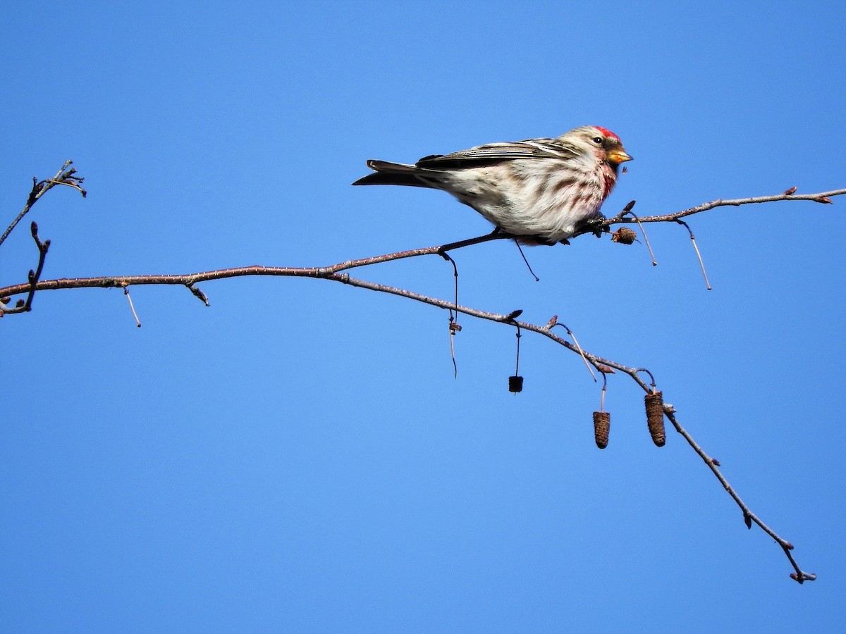 Redpoll (Common) - ML144441881