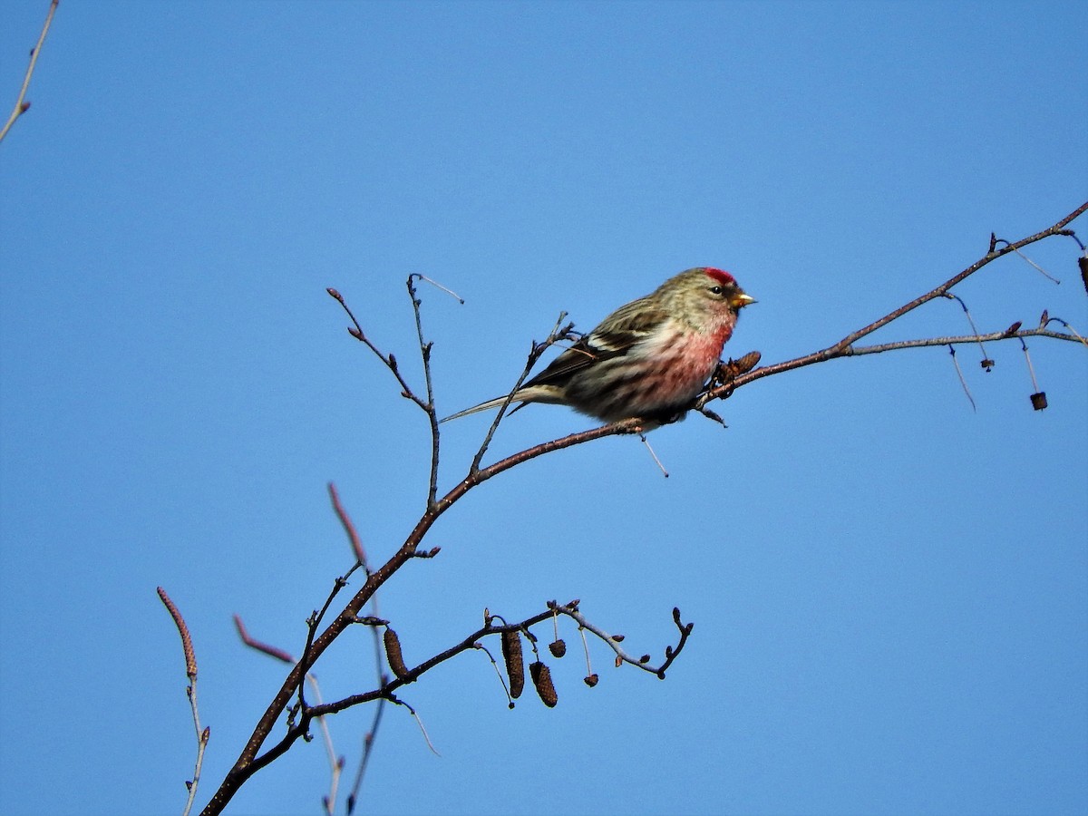 Redpoll (Common) - ML144441891