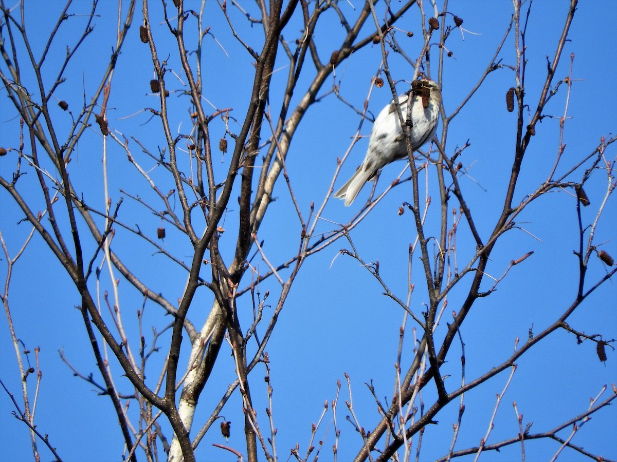 Redpoll - ML144441901