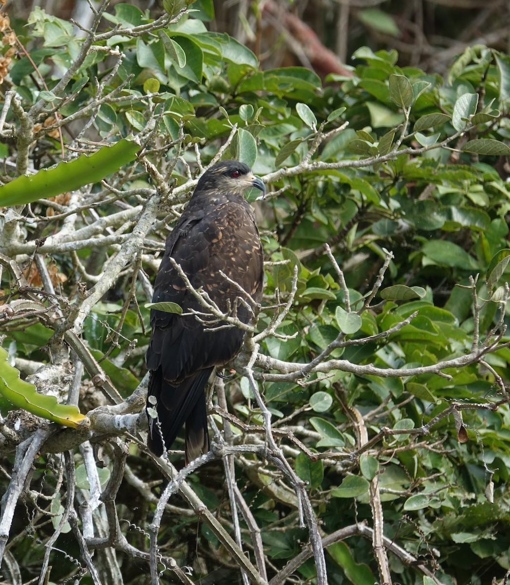 Schneckenbussard - ML144442101