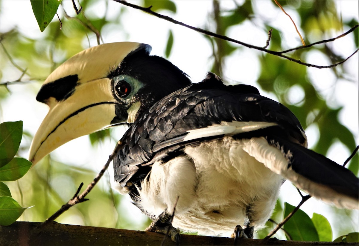 Oriental Pied-Hornbill - ML144442851