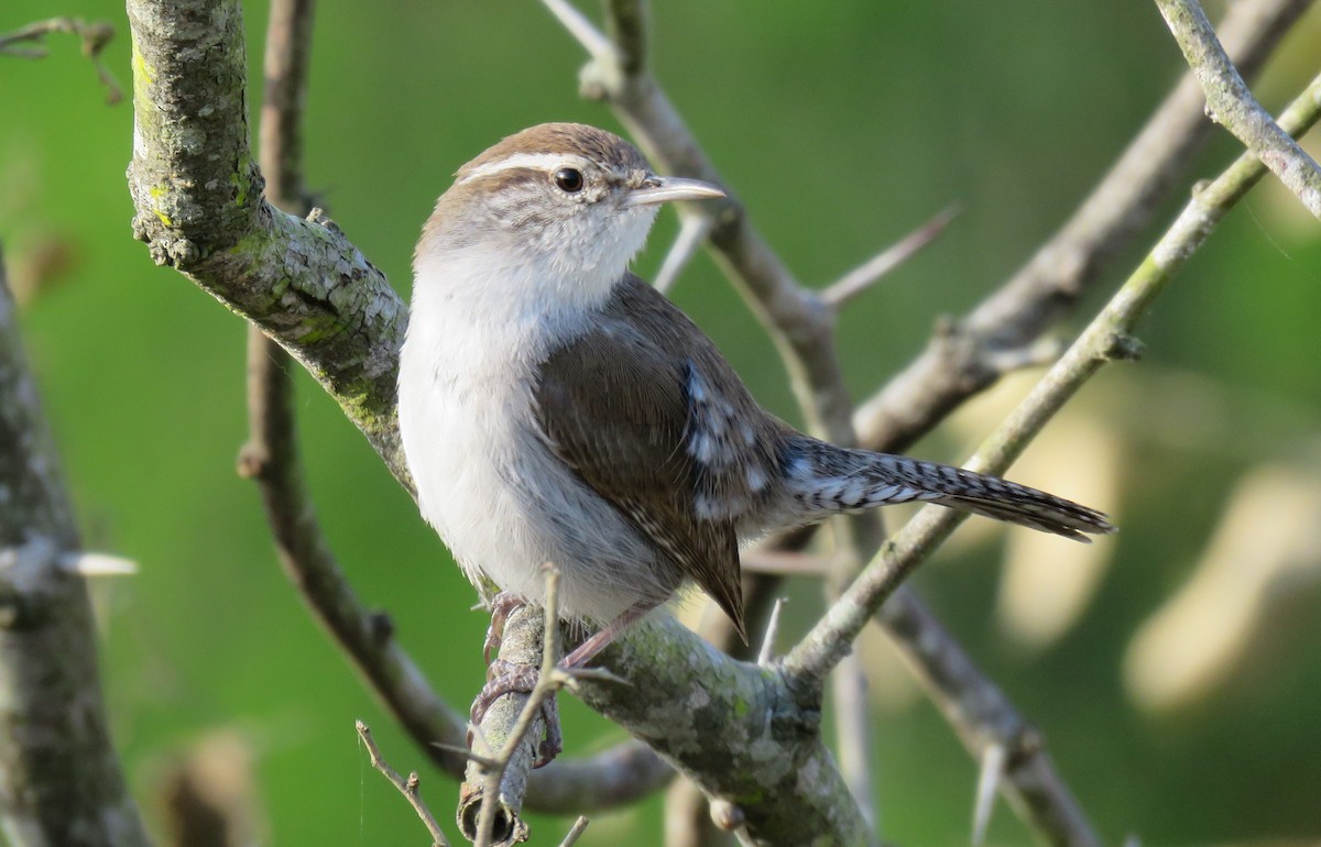 Bewick's Wren - ML144443281