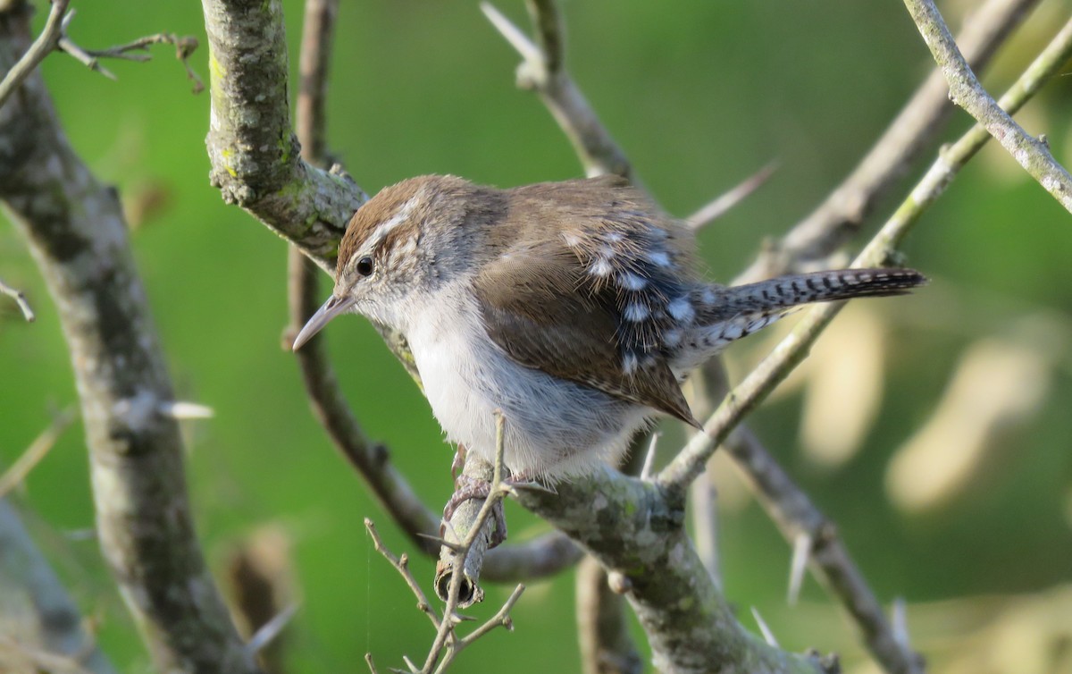 Bewick's Wren - ML144443291