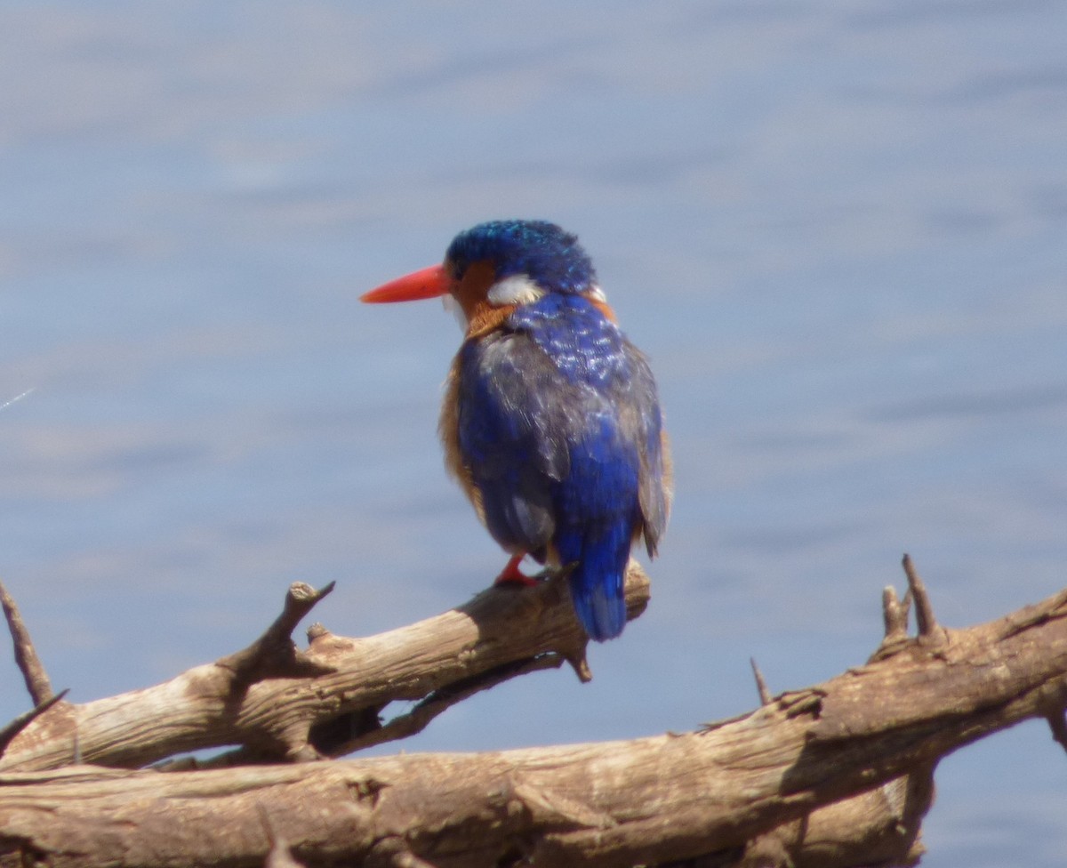 Malachite Kingfisher - ML144443371