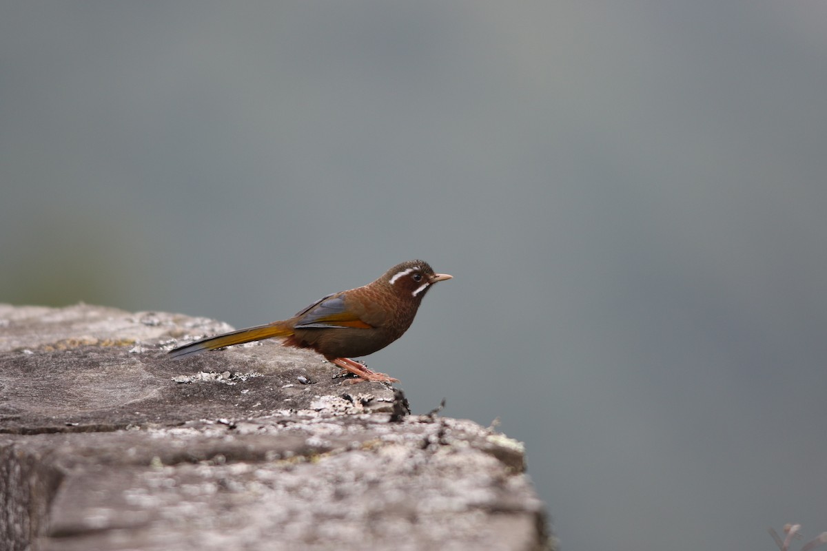 White-whiskered Laughingthrush - ML144443611