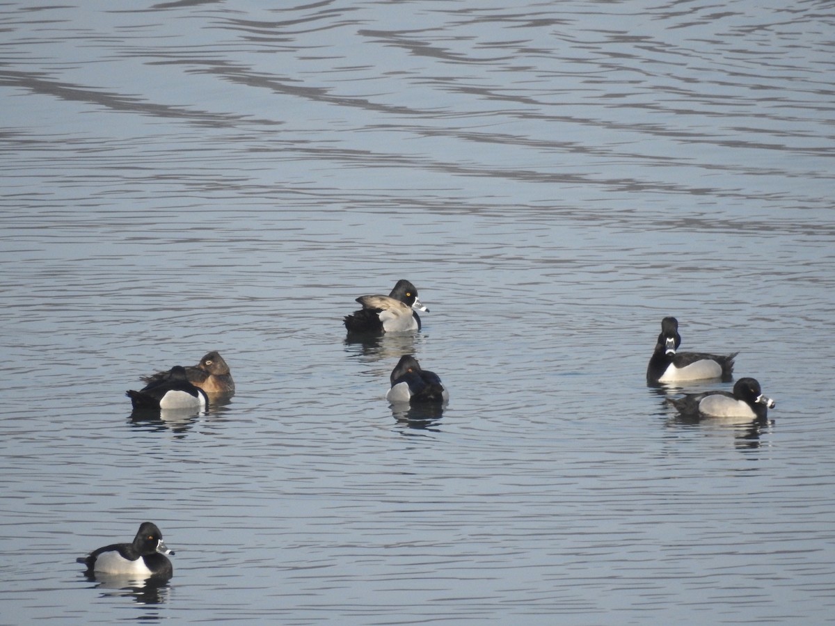 Ring-necked Duck - Daniel Beechy