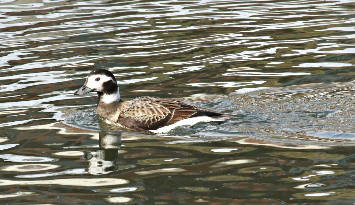 Long-tailed Duck - ML144446221