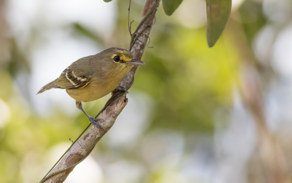 Thick-billed Vireo - Max McCarthy