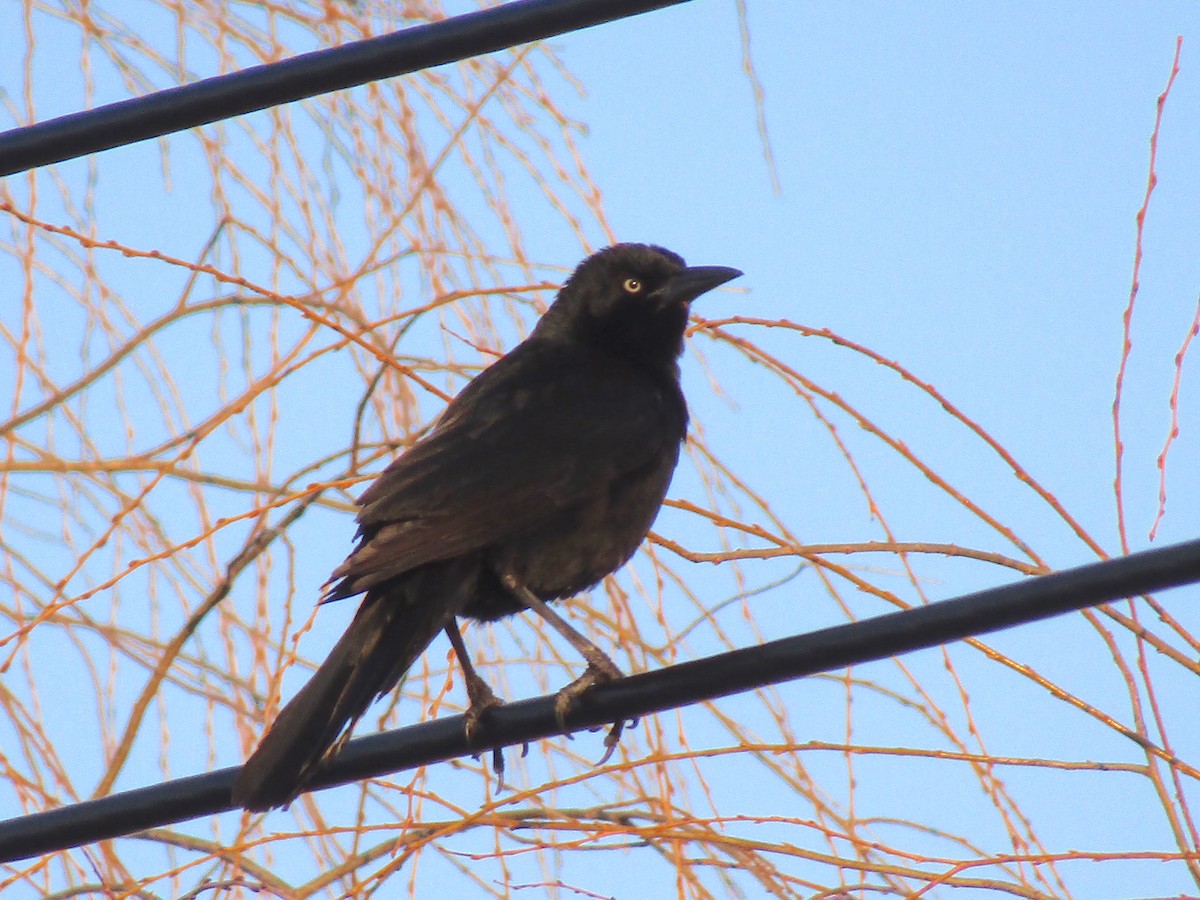 Boat-tailed Grackle - ML144447491